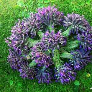Lavanda